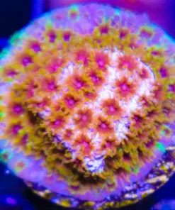 Skittle Bomb Cyphastrea