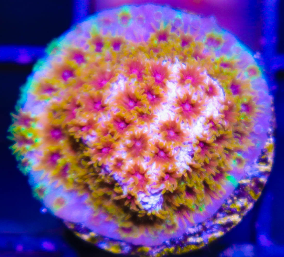 Skittle Bomb Cyphastrea - Frag Box Corals