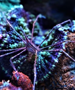 Arrow Crab