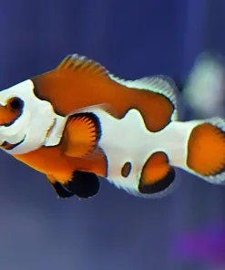 Orange Storm Clownfish