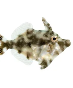 Large Aiptasia Eating Filefish *Pick Up Only*
