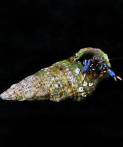 Dwarf Hermit Crab