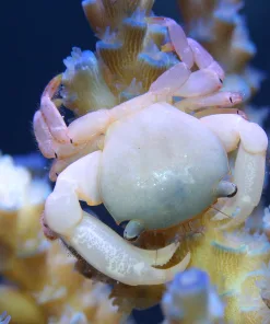 Acro Crab