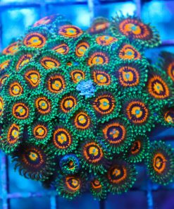 Rainbow Incinerator Zoa Frag 2-3 Heads (Row #14:B)