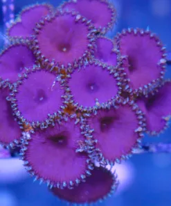 Purple Death Palythoa Frag