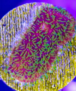 FCC JF Freak Hair Lepto