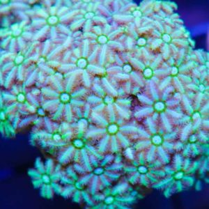 Pipe Organ Coral
