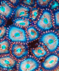 FCC Seduction Zoas Per Head