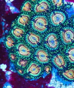 Leprechauns Zoas