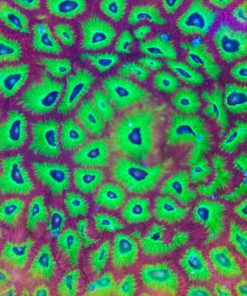 FCC Spicy Lemon Favia