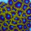 Purple Hornets Zoa