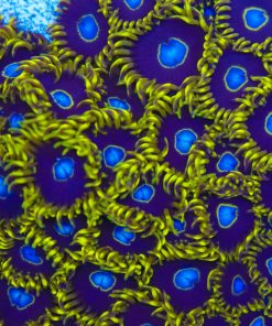 Purple Hornets Zoa