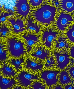 Purple Hornets Zoa