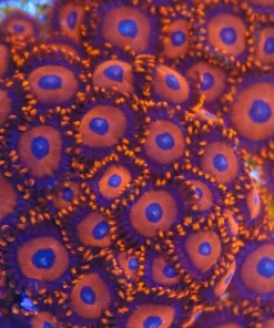 FCC Red Oxide Zoas (4-6 heads)