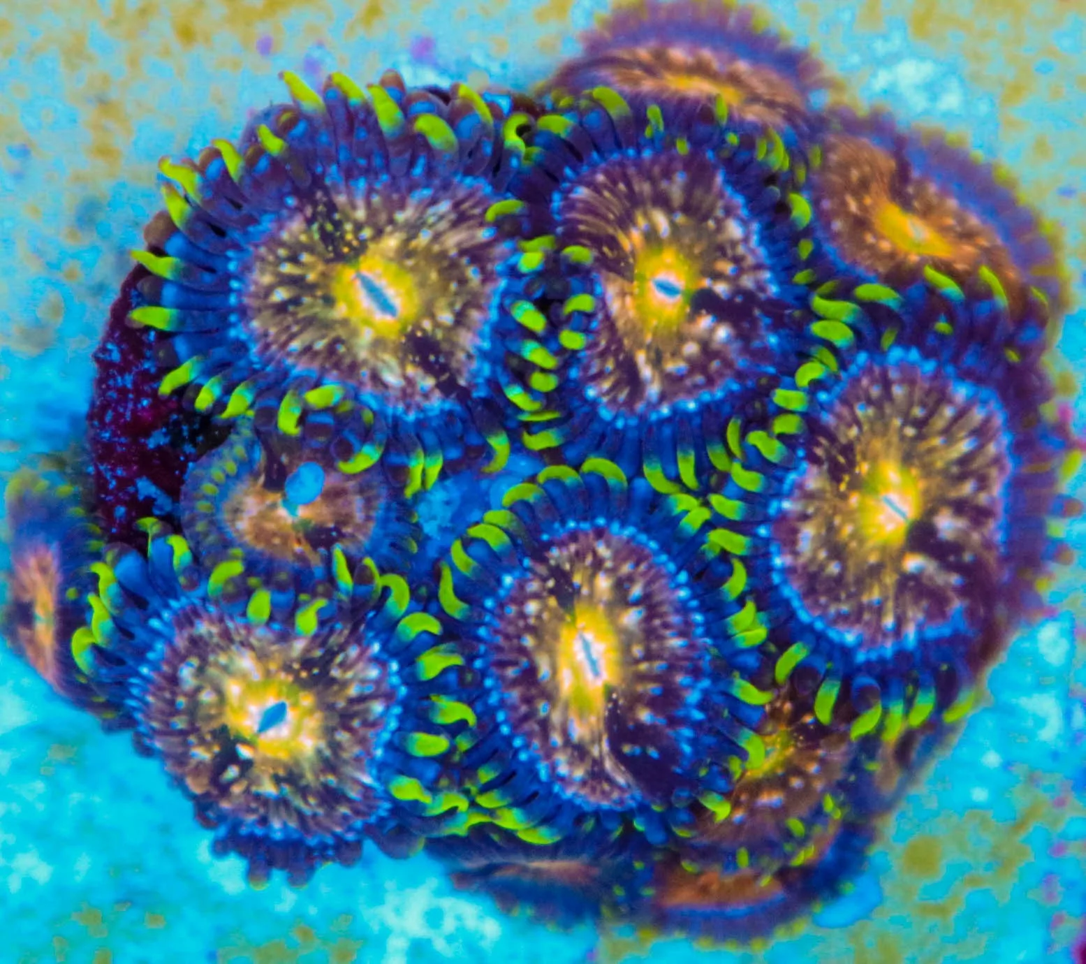 Nirvana Zoas
