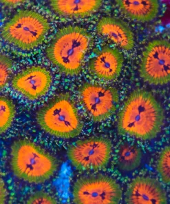 FCC Bow Tie Blasters