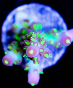 RR Wozer Acropora