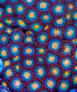 Cap'n Crunch Zoas