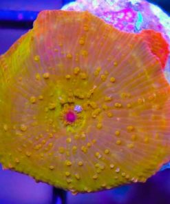 Iron Man Mushroom
