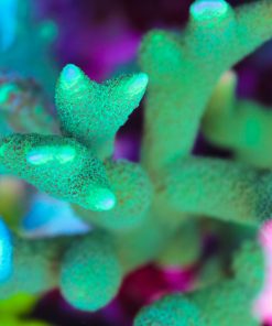Green Montipora Digitata