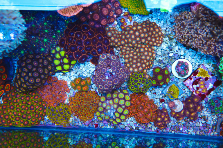 The Ultimate Zoanthid Coral Care Guide