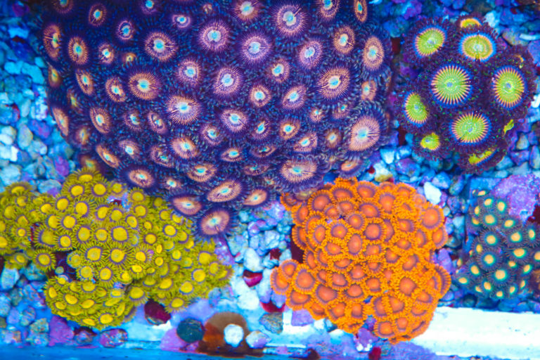 Why Zoanthids Are My Favorite Coral Frag Box Corals