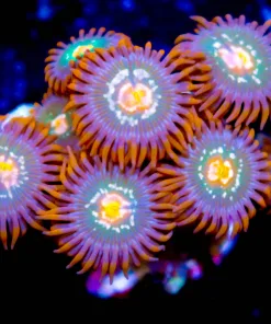 Cap n Crunch Zoanthids