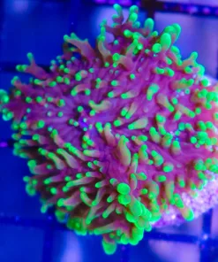 FCC Hairy Mushroom (Row #99) *Youtube Video Inside*