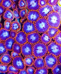 Spider Man Zoas