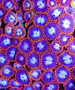 Spider Man Zoas