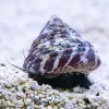 Trochus Snails Canada