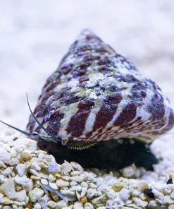 Trochus Snails Canada