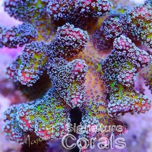 JF Bugout Stylophora