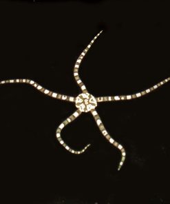 Zebra Sea Star *Reef Safe, Beautiful & Great Scavenger !