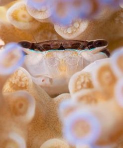 Acro Crab