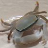 Banded Acro Crab