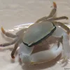 Banded Acro Crab