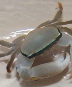 Banded Acro Crab
