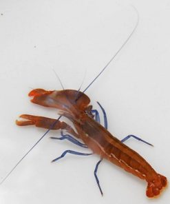 Blue Leg Pistol Shrimp