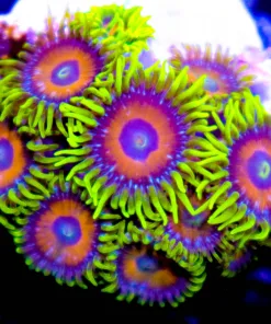 Super Saiyan Zoanthid Frag (Row #2:B)