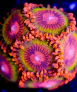 Speckled Krak Zoanthid
