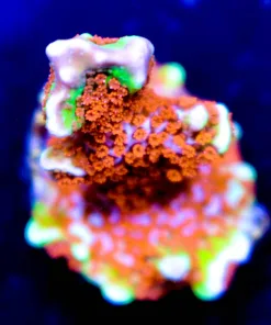 Forest Fire Digitata Frag