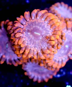 Flamethrowers Zoas