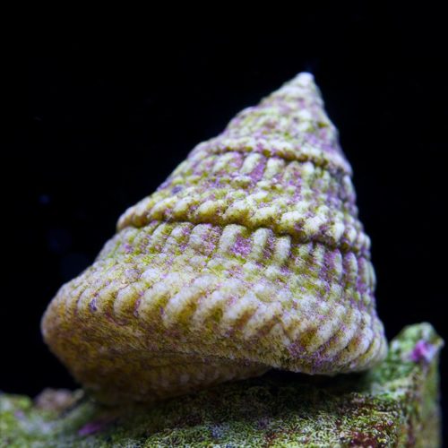 astrea snails