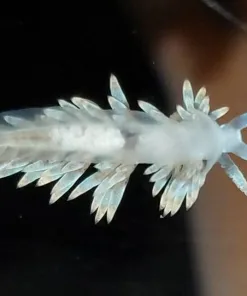 Small Berghia Nudibranch
