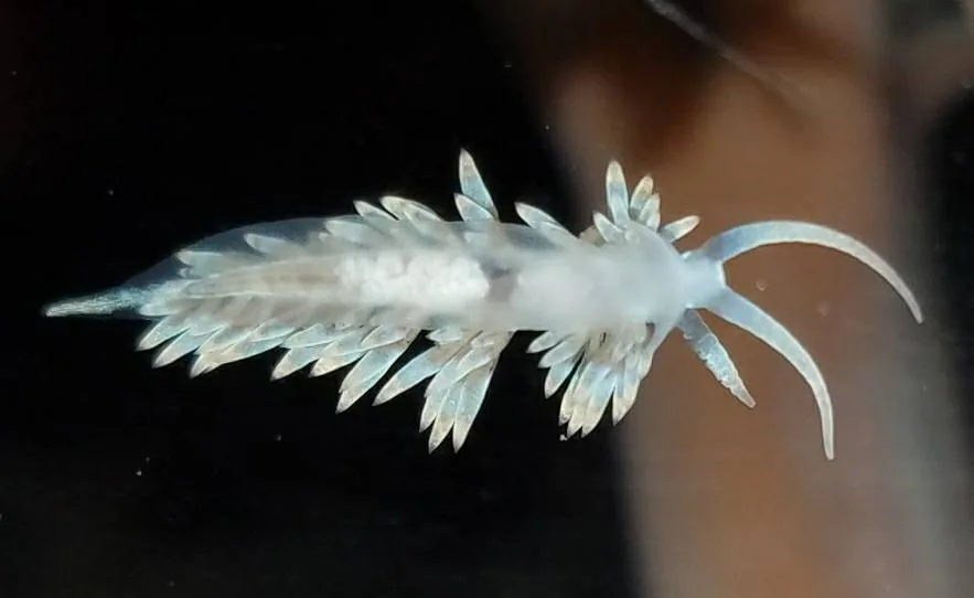berghia nudibranch