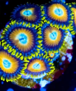 Scrambled Eggs Zoanthids