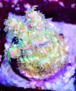 Walt Disney Acropora