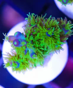 Reef Raft Marvin the Martian Frag