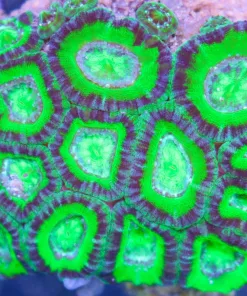 Green Acan Coral